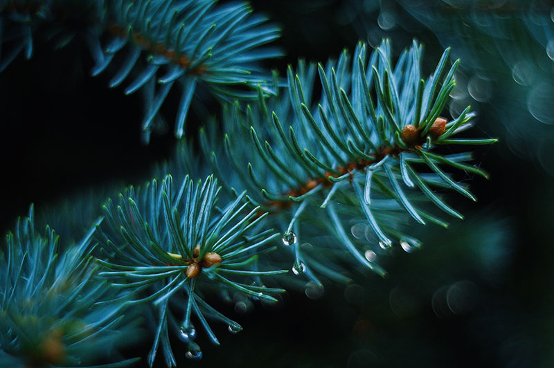 Choose the perfect Christmas Tree - a guide by Anderson Norman Landscapes